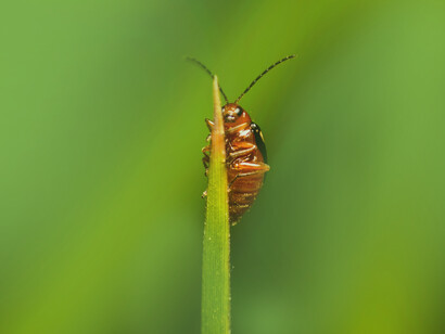The nurse plugs in the catheter spewing hematemesis…
in celebrating my cockroach metamorphosis 