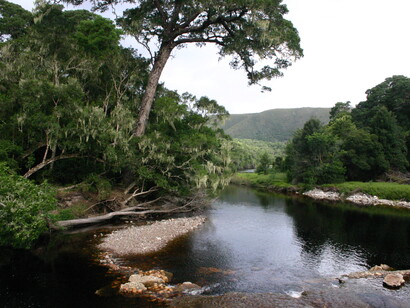 Sud Africa, Knysna Forest Biome vicino a Nature's Valley, in Tsitsikamma