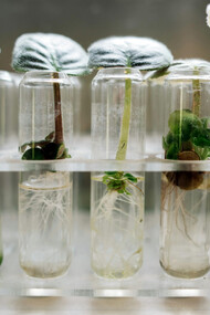 O mundo vegetal é cheio de vida, inteligência e sensibilidade. Estefano Mancuso e Alessandra Viola exploram como as plantas ouvem, cheiram, comunicam-se e interagem com o ambiente, revelando uma nova perspectiva sobre a natureza