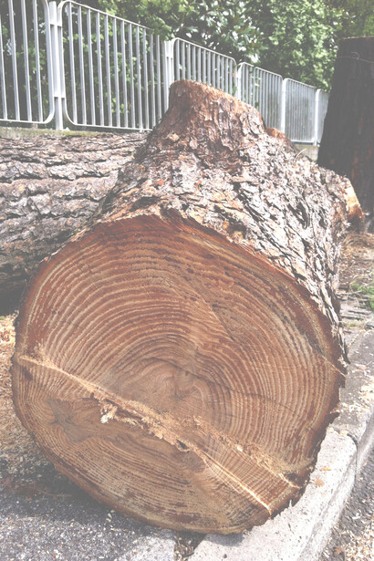 Un albero abbattuto inutilmente