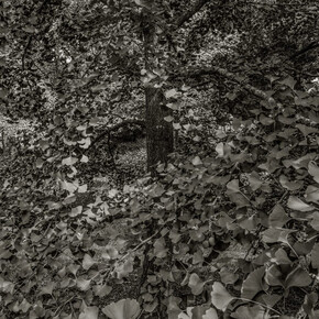 Nicholas Nixon, Arnold arboretum no. 1, 2024. Courtesy of Robert Klein Gallery