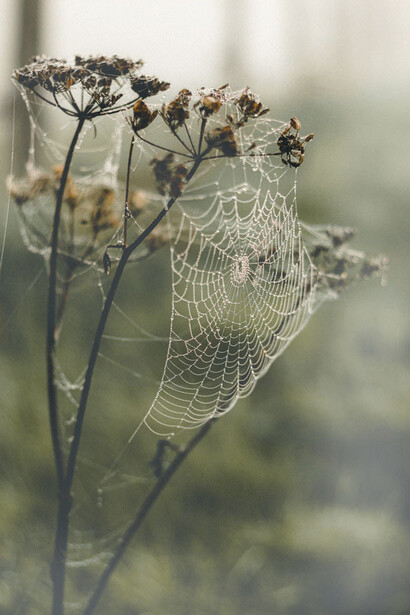 I ragni sono dei raffinati architetti, capaci di scegliere i materiali e gli spessori più adatti alle loro necessità