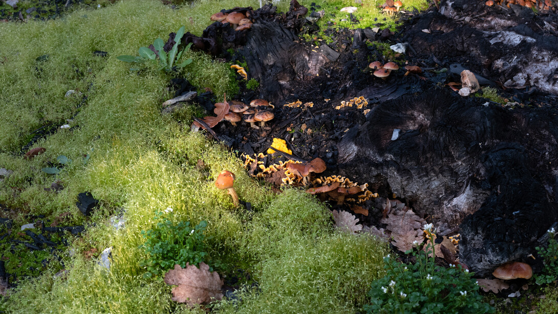 Wim Wenders, Wald IV (detail), 2020, 2025. © Wenders Images. Mit freundlicher genehmigung der Bastian Gallery