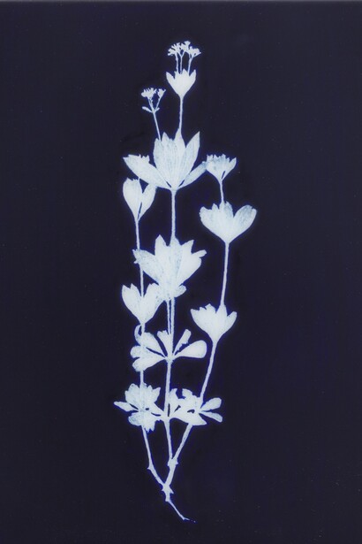 Asperula odonata © Edward Chell