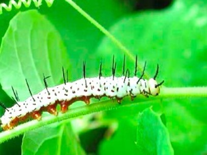 Larva de mariposa cebra, perteneciente a la familia Nymphalidae