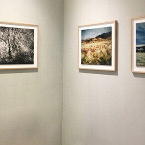 The Language of Trees. Courtesy of Galerie Photo12