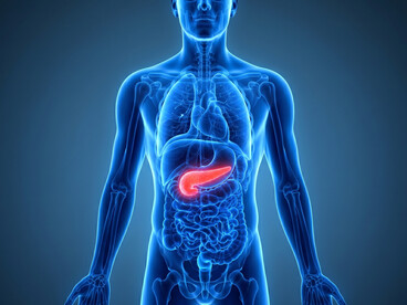 Medical visualization highlighting the pancreas and its critical role in digestive health