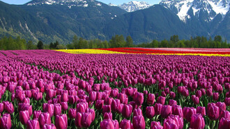 Tulip Garden in Kashmir