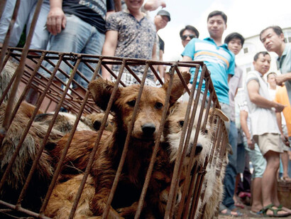Yulin dog meat festival. Perros enjaulados