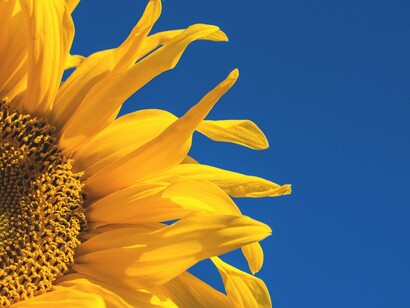 Girasole. Sole che splendi in ogni luogo  