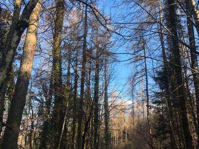 Boschi di larici sopra Faller, il paese della mela prussiana