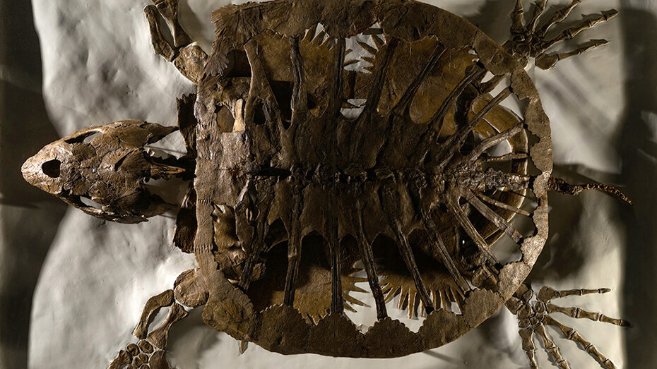 Cretaceous Seaway. Courtesy of Carnegie Museum of Natural History