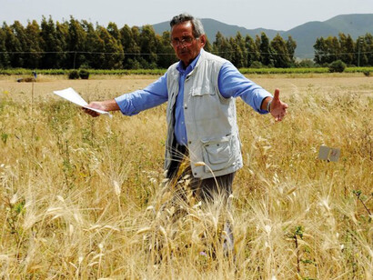 Salvatore Ceccarelli in un campo di grano in Sardegna