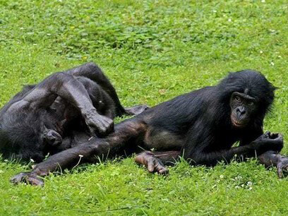 Chimpanzees have shown that they know how to reset the problem given to them in new terms