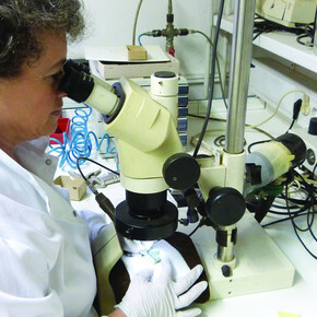 The Past Under a Microscope. Courtesy of National Museum of Slovenia