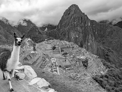 A llama stands in front of the Machu Picchu, the ruins of the Incas in the Andes Mountains, Perú