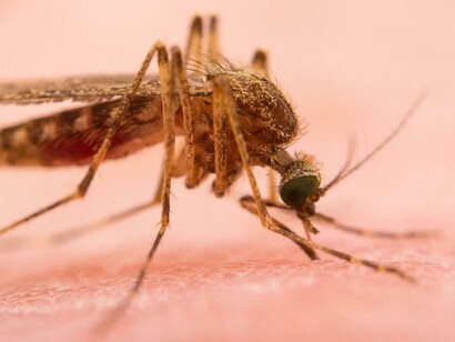 Mosquito