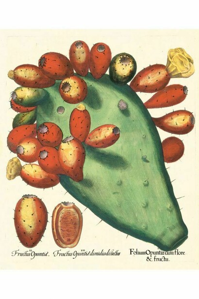 Hortus Eystettensis di Basilius Besler