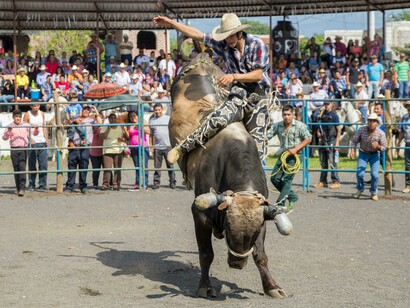 A bull rider in a plaid shirt during a rodeo in Mexico