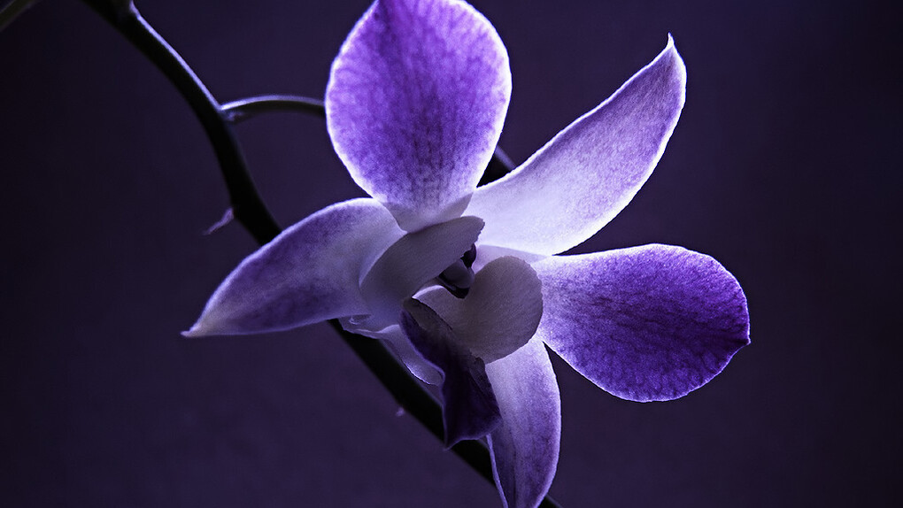 La belleza de la flor solitaria