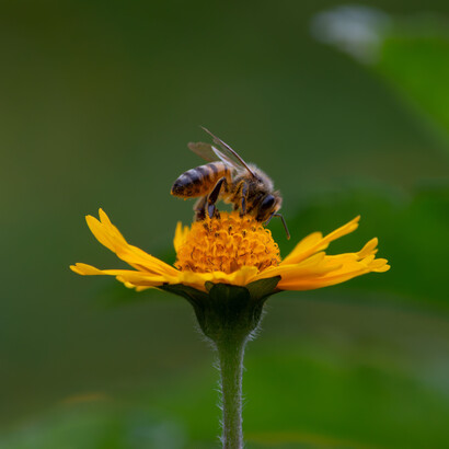 La meliponicultura permite criar abejas nativas de manera sostenible, evitando la tala de árboles y favoreciendo la recuperación de sus poblaciones
