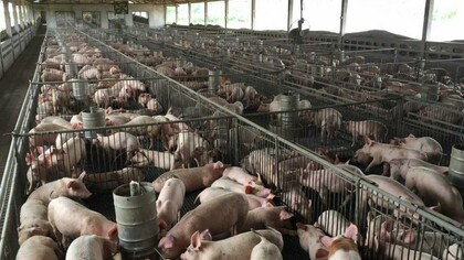 Allevamento intensivo di maiali in Cina