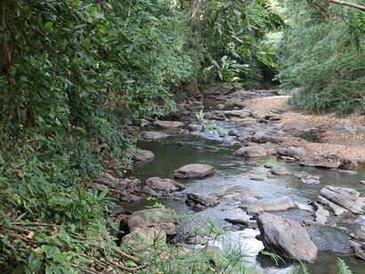 The stream next to Jetwing Kaduruketha is good for riverine birds and has giant Kumbuk trees © Gehan de Silva Wijeyeratne