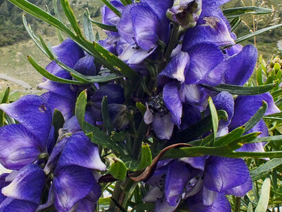 L'aconito e le sue insidie