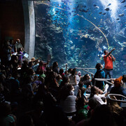 Philippine Coral Reef. Courtesy of California Academy of Sciences