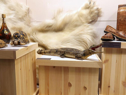 Don't buy their lives. exhibition view. Courtesy of the Latvian National Museum of Natural History