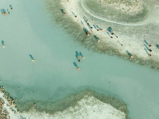 Zack Seckler, Tswana Herd 2009