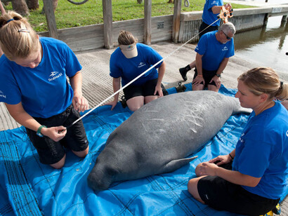 La ayuda a los animales, una de las muchas áreas del voluntariado