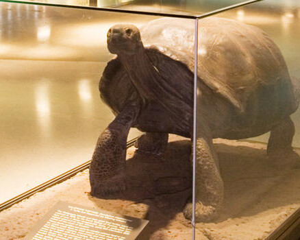 Hall of Reptiles and Amphibians. Courtesy of American Museum of Natural History