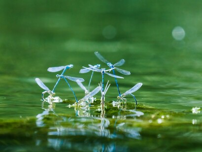 Insects
