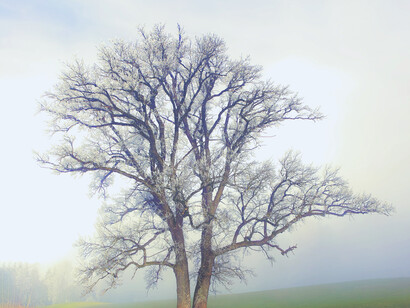 Árbol solitario en media de una planicie cubierto de nieve