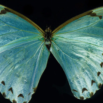 Allan Forsyth. Courtesy of Gallery Elena Shchukina