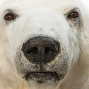 Masterpieces of Taxidermy. Courtesy of Museum für Naturkunde