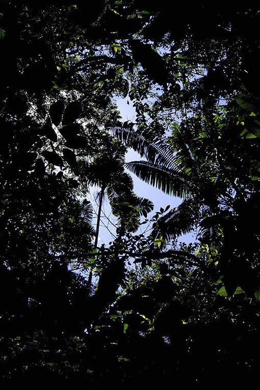 La selva