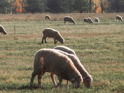 Il suo gusto deciso racconta il territorio del Parco Nazionale del Gran Sasso e Monti della Laga