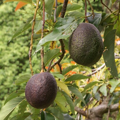 Aguacates