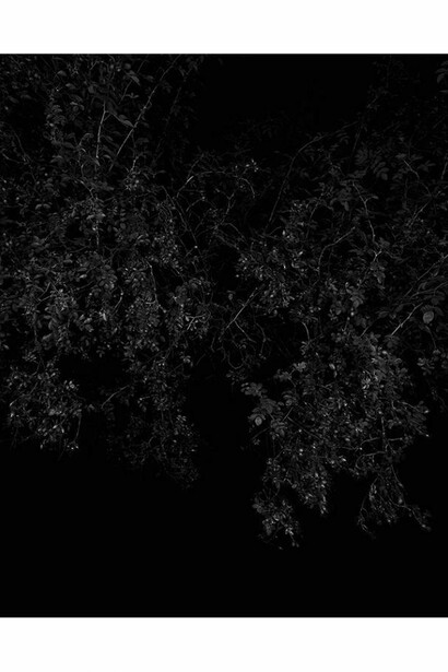 Sarah Jones, Rosehip (I), 2014, C Print from black and white negative, 59 7/8 x 48 inches (un-framed) (152 x 122 cm). Courtesy Anton Kern Gallery, New York
