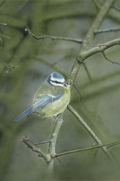 Adrian Smart, Solitude, 2013, Watercolour on paper, 44 x 66 cm