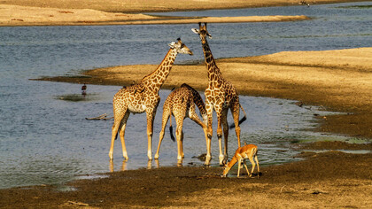 Diverse ricerche genetiche hanno proposto una quantità variabile di specie di giraffe