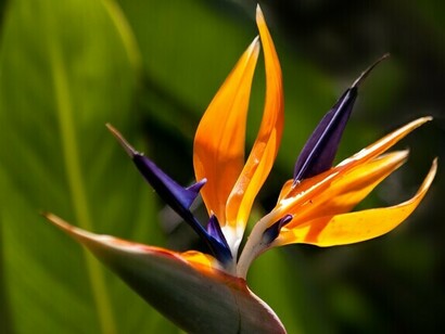 Una flor que, como todos los jardines, pasa por diferentes etapas