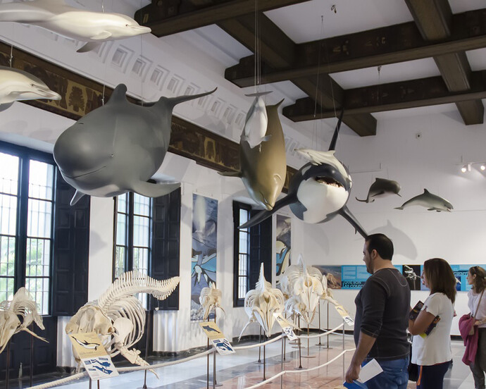 La mar de cetáceos en Andalucía. Courtesy of Casa de la Ciencia