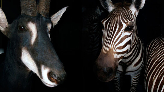 Biodiversidad. Courtesy of MNCN