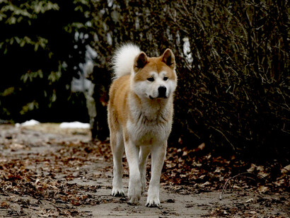Il cane Hachiko si reca alla stazione sempre alla stessa ora aspettando invano che il suo padrone scenda dal treno