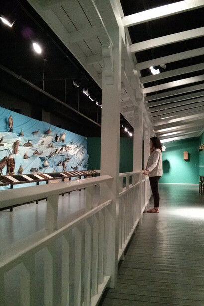 Birds of New Brunswick. Courtesy of New Brunswick Museum