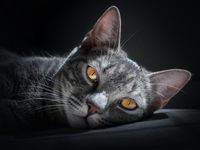 Gato recostado en el sofá. Afortunadamente la casa de Roma está libre, aunque lo siento por la colonia de gatos del Burgo Viejo de Sipicciano, a los que no podré alimentar durante días