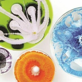 Klari Reis, Indiviual Petri dish